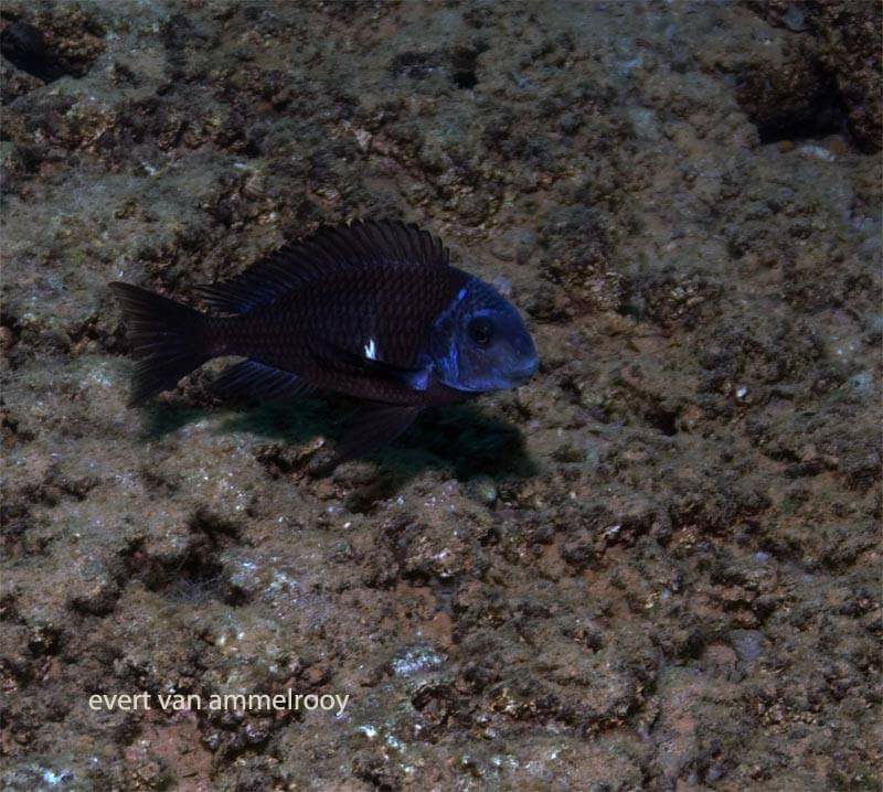 Tropheus duboisi 'Mahale Mountains NP'